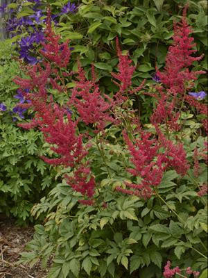 Astilbe Radius 25 BR Plants
