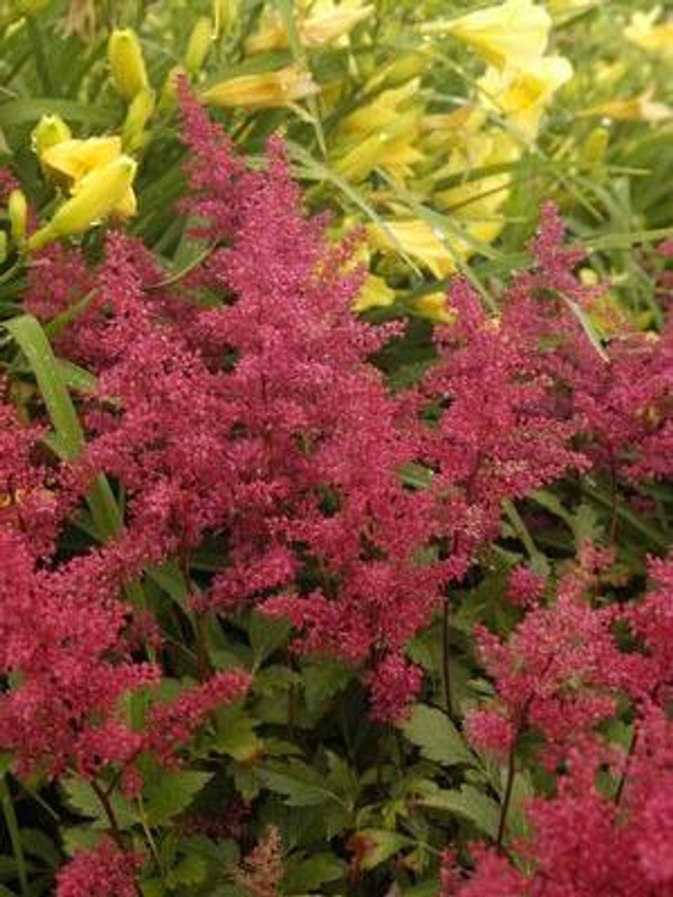 Astilbe Red Sentinel 25 BR Plants