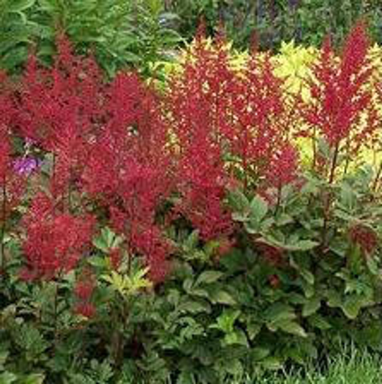 Astilbe Red Sentinel 25 BR Plants