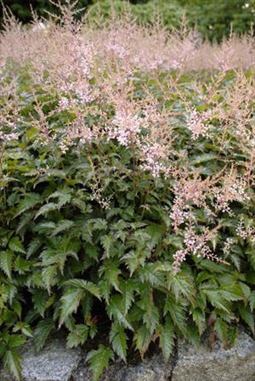 Astilbe Sprite 20ct Flat