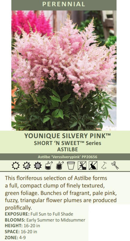 Astilbe Younique Silvery Pink 25 BR Plants