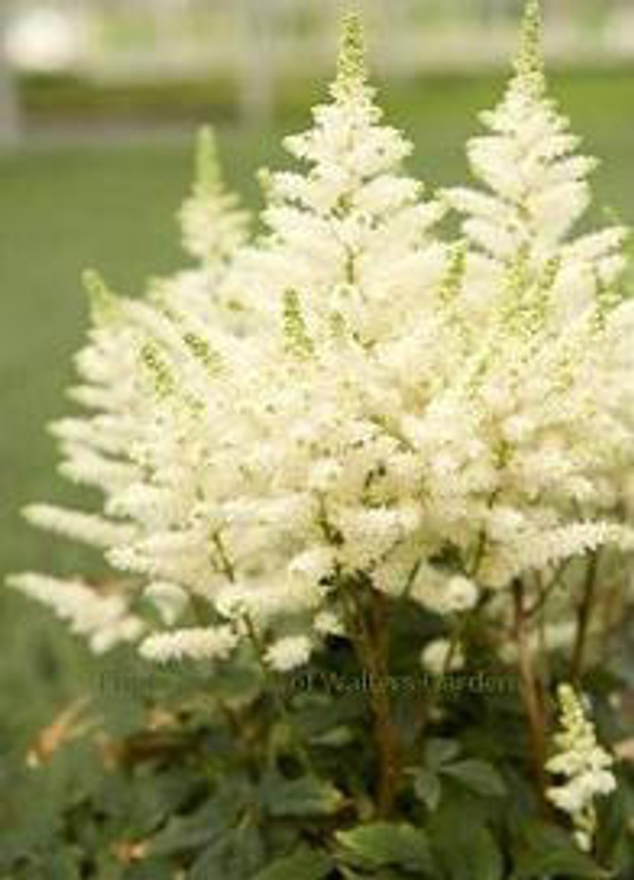 Astilbe Younique White Verswhite PP19845 25 BR Plants