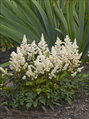 Astilbe Younique White Verswhite PP19845 25 BR Plants