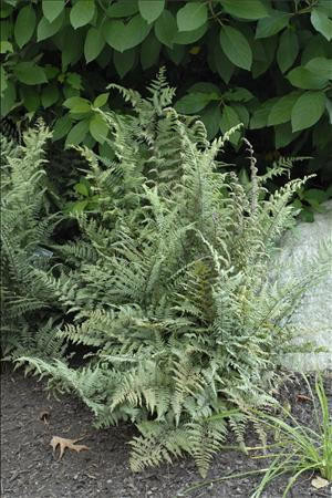 Athyrium 'Ghost' shipped from Grower to your door