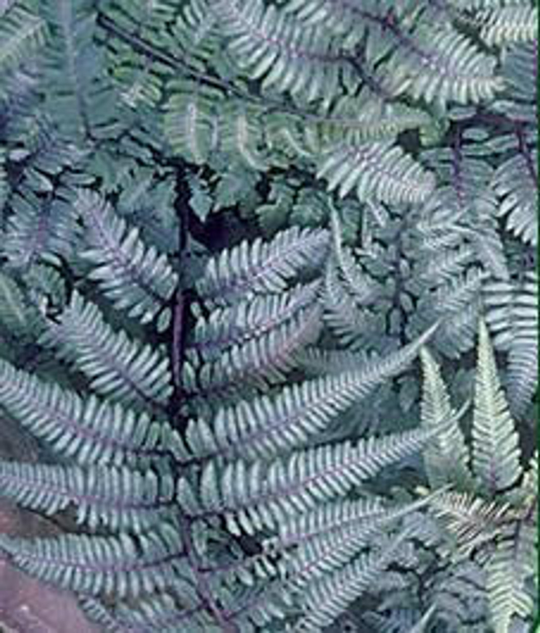 Athyrium niponicum Pictum 20ct Flat