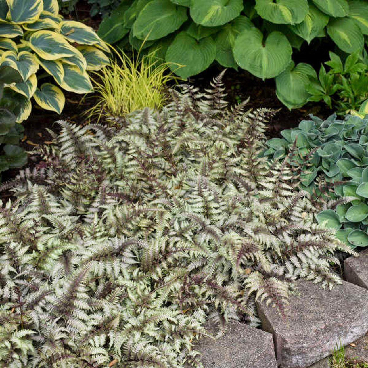 Athyrium niponicum 'Pictum' (20)ct Flat