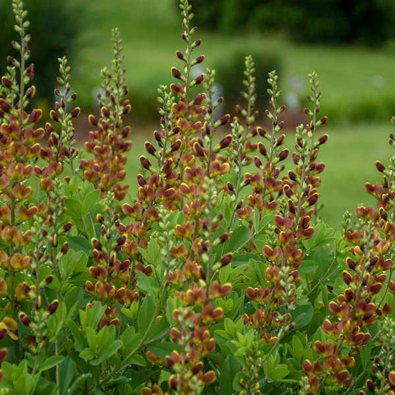 Baptisia DECADENCE 'Cherries Jubilee' PP23907 (25) BR Plants