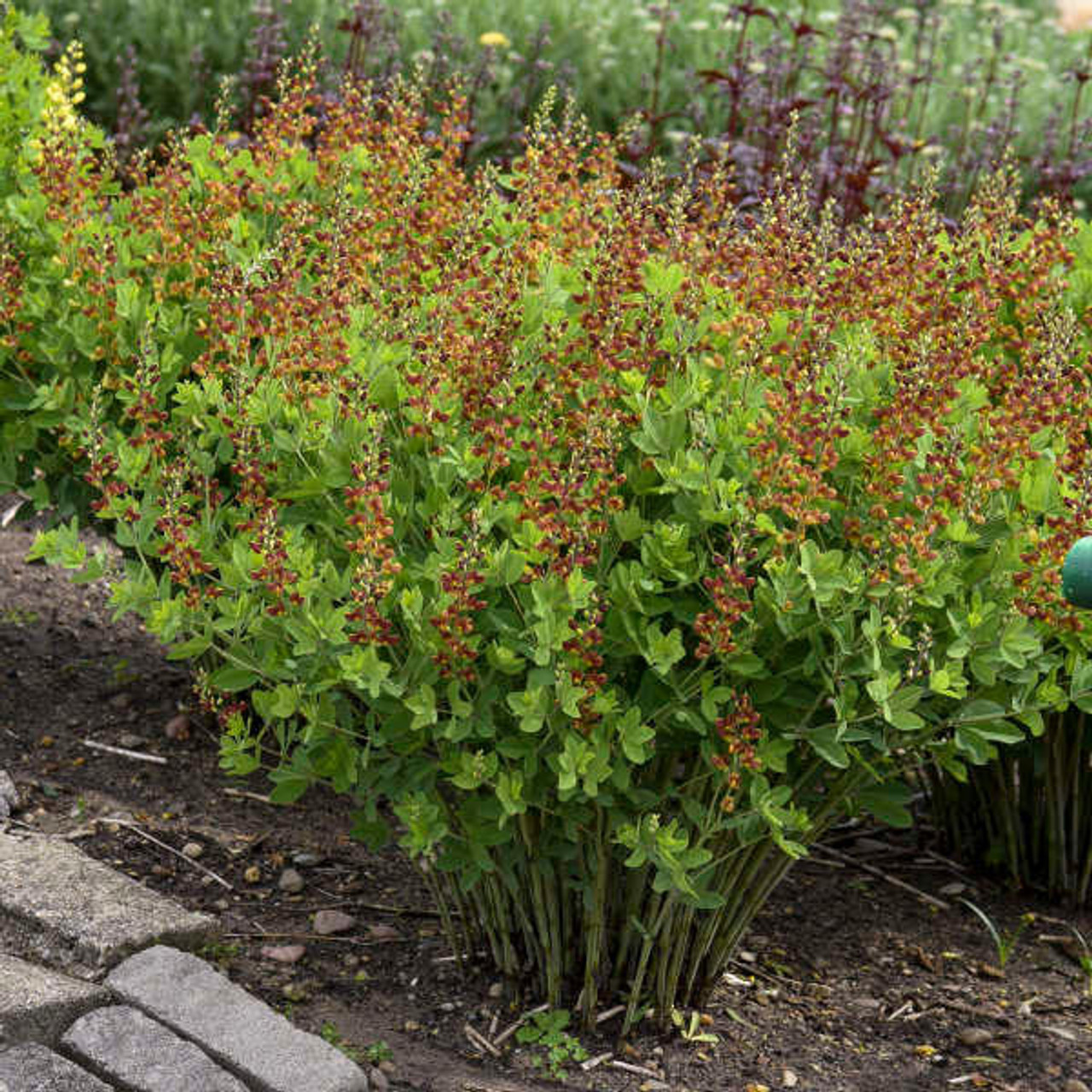 Baptisia DECADENCE 'Cherries Jubilee' PP23907 (25) BR Plants