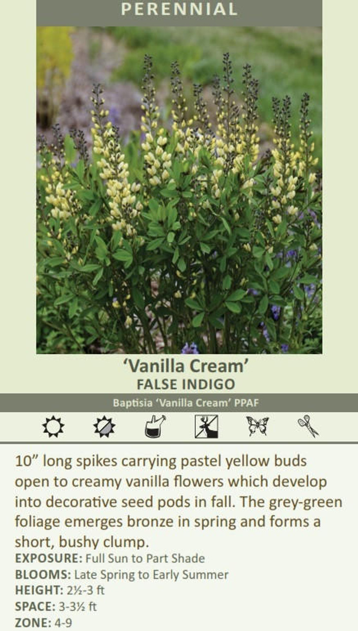 Baptisia DECADENCE Vanilla Cream PPAF 25 BR Plants
