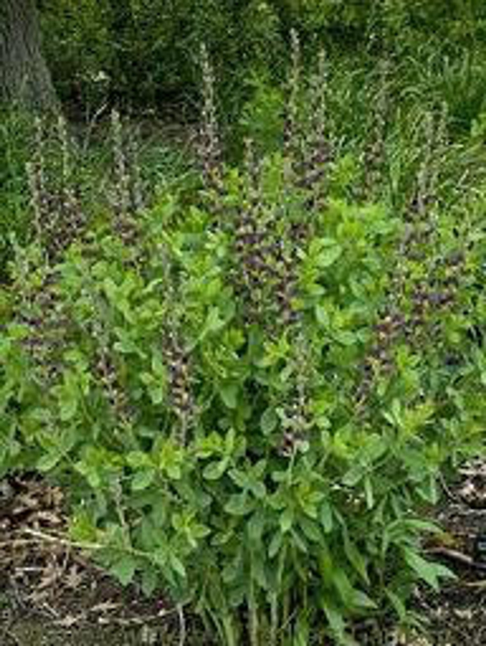 Baptisia x variicolor Twilite PP19011 25 BR Plants