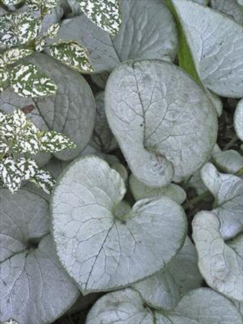 Brunnera m Looking Glass PP17829 20ct Flat