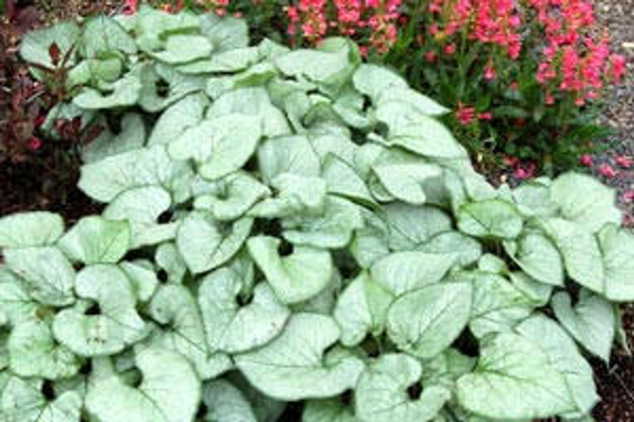 Brunnera m Looking Glass PP17829 20ct Flat