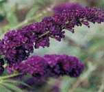 Buddleia davidii Black Knight 20ct Flat