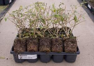 Buddleia davidii Black Knight 20ct Flat