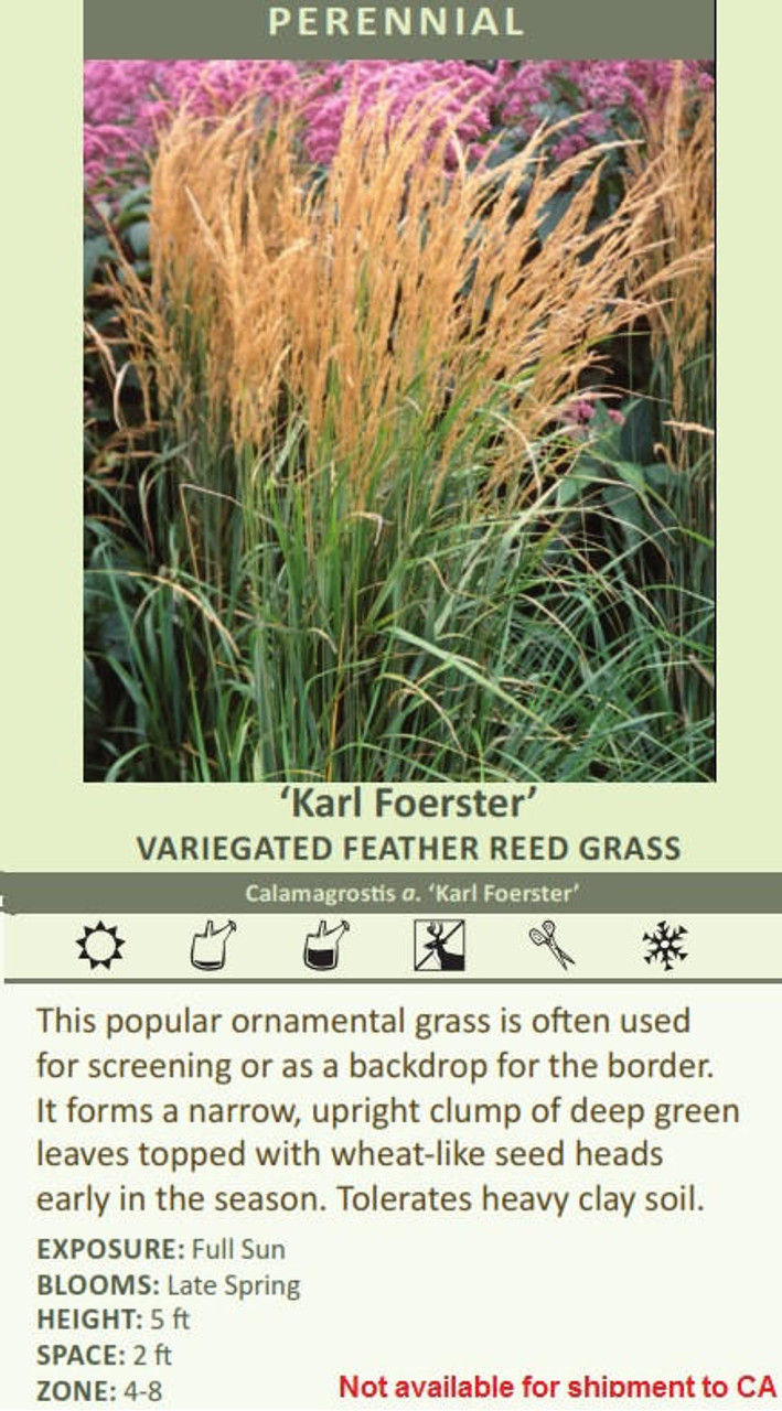 Calamagrostis acutiflora Karl Foerster 20ct Flat