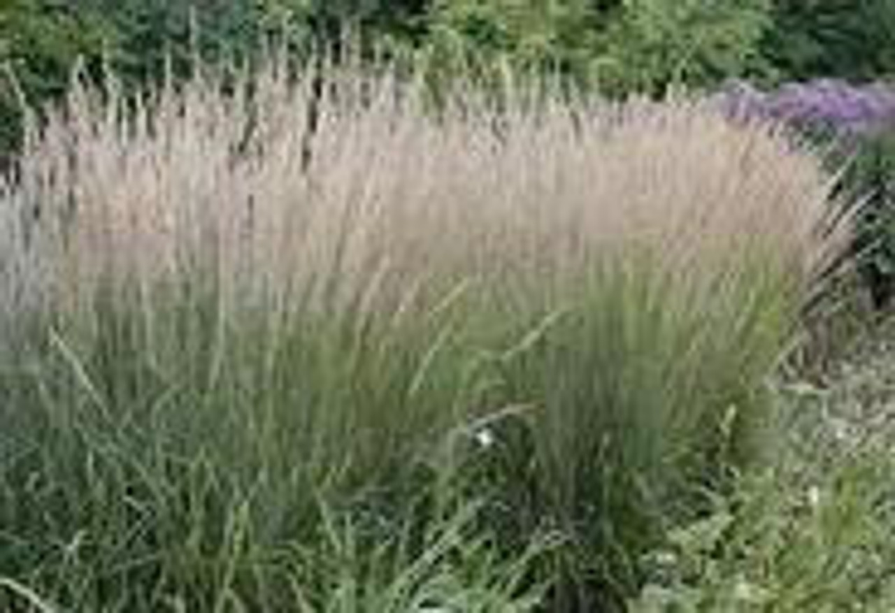 Calamagrostis acutiflora Karl Foerster 20ct Flat