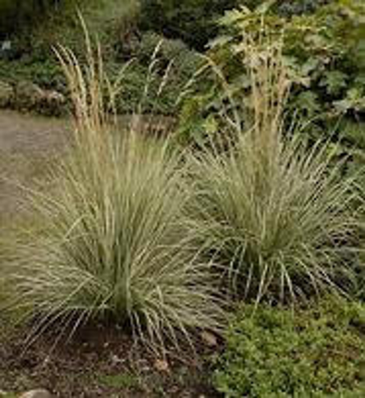 Calamagrostis acutiflora Overdam 20ct Flat