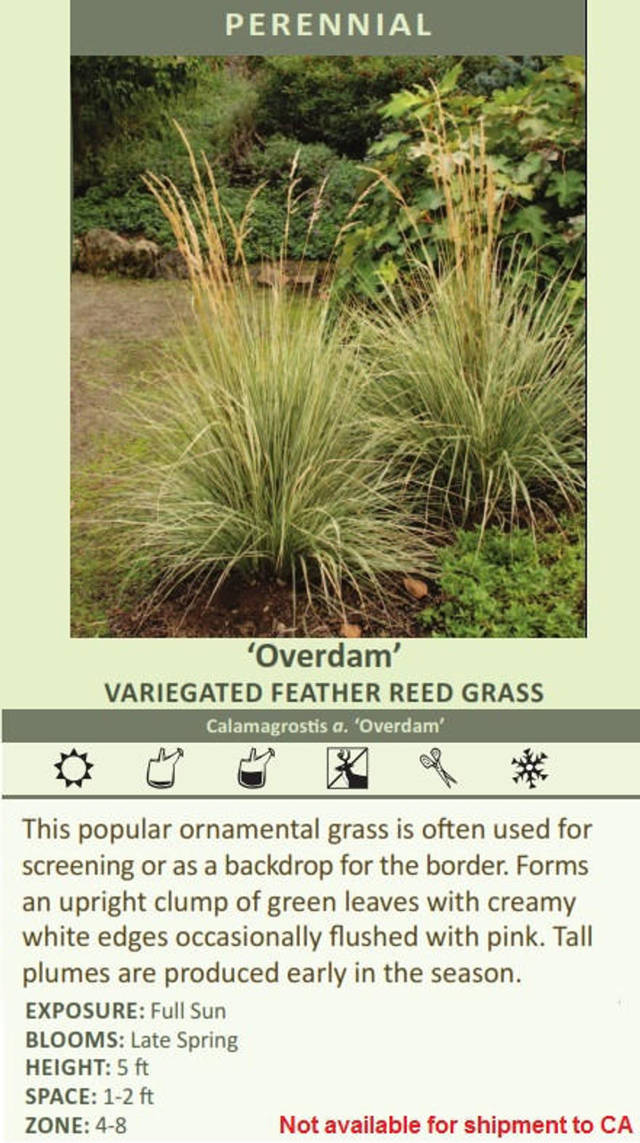 Calamagrostis acutiflora Overdam 20ct Flat