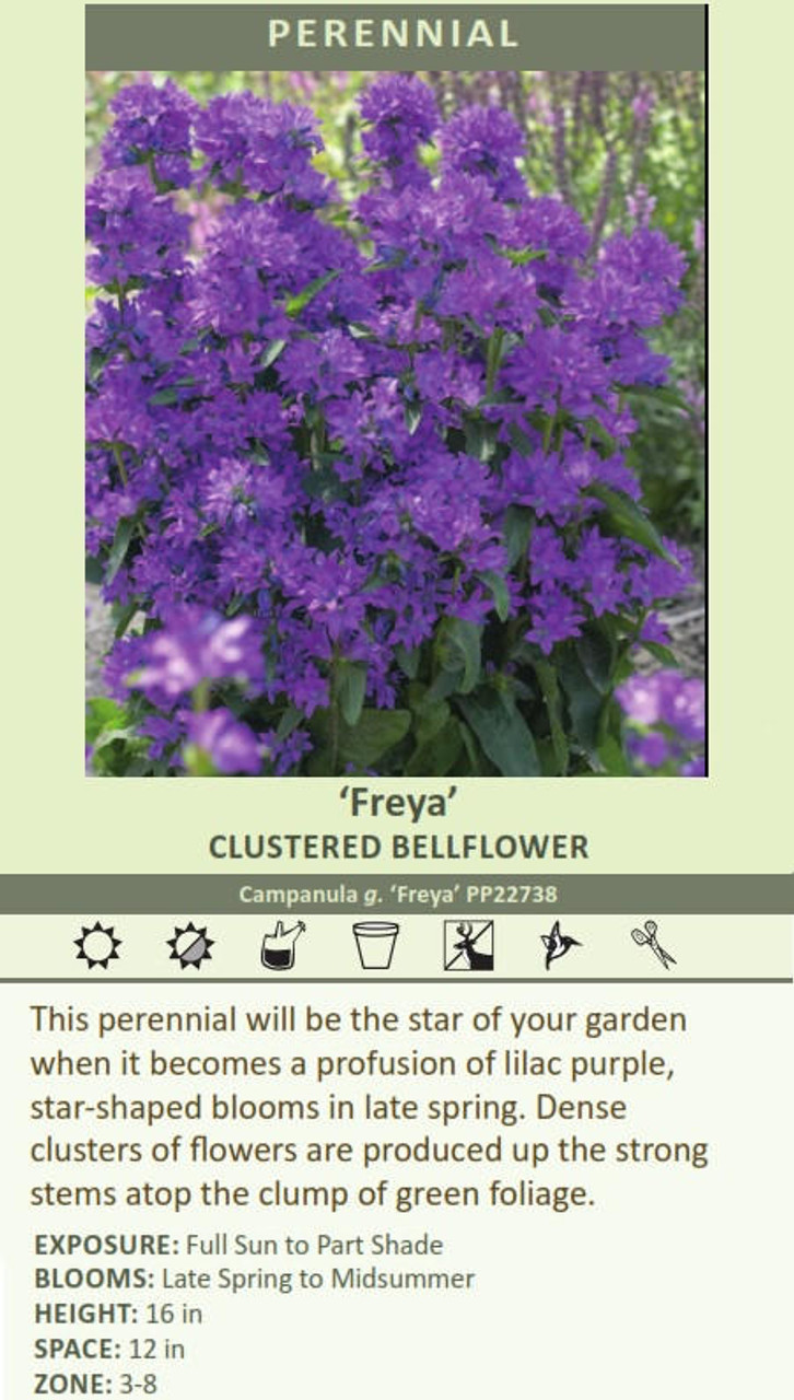 Campanula glomerata Freya PP22738 30ct Flat