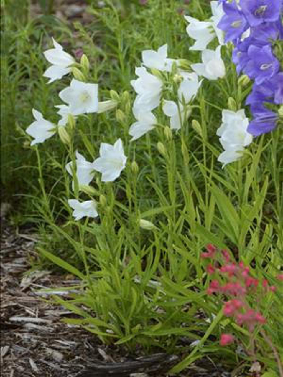 Campanula p Takion Series - White 25 BR Plants