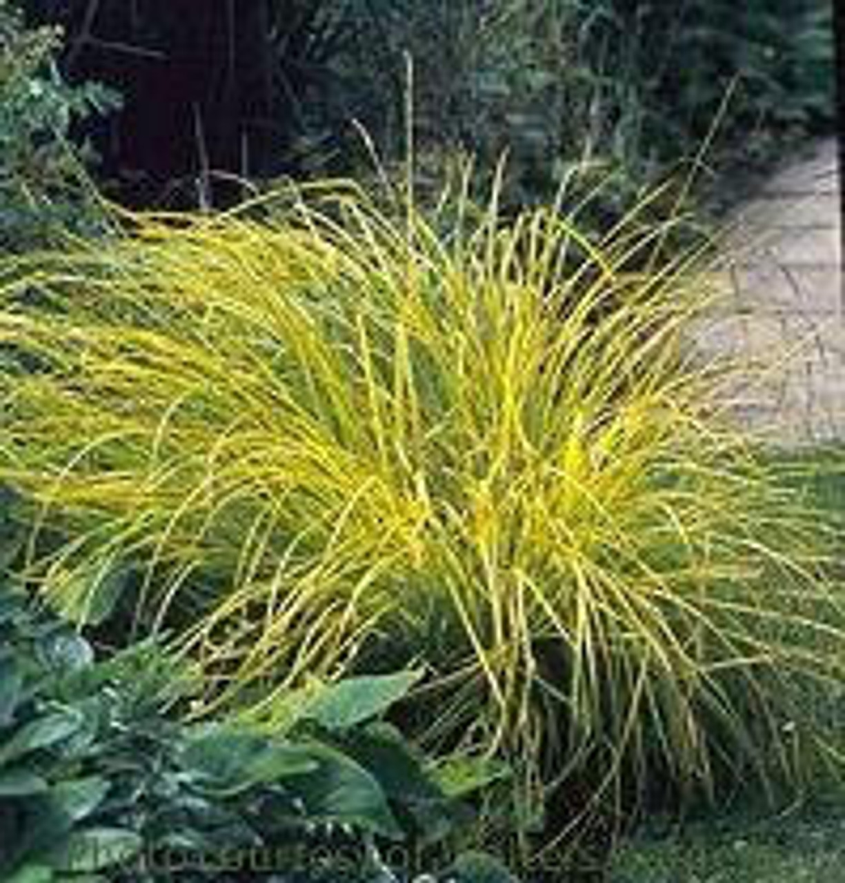 Carex elata Bowles Golden 30ct Flat