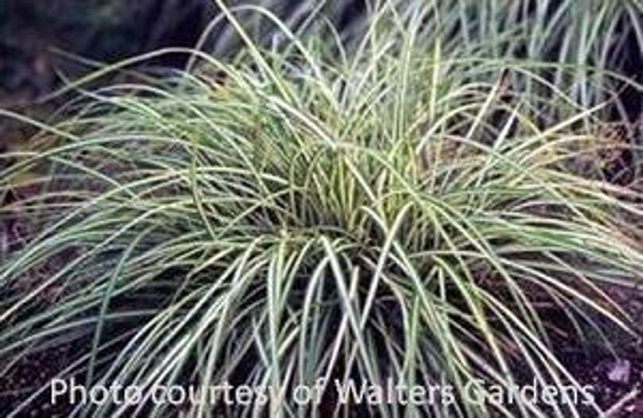 Carex oshimensis Evergold 30ct Flat
Photos courtesy of Walters Gardens, Inc