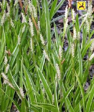 Carex morrowii Ice Dances 20ct Flat