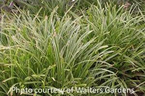 Carex morrowii Ice Dances 20ct Flat