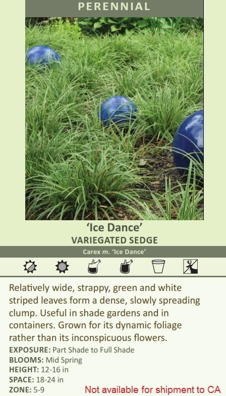 Carex morrowii Ice Dances 20ct Flat