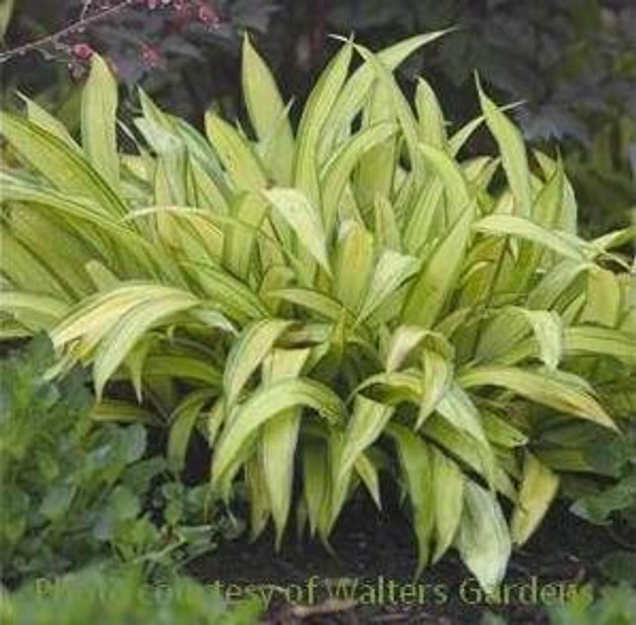 Carex siderosticha Banana Boat 20ct Flat