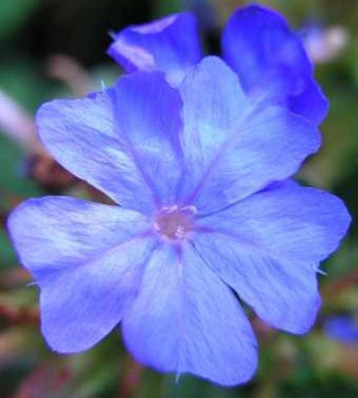 Ceratostigma plumbaginoides PLUMBAGO