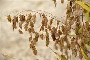 Chasmanthium latifolium 30ct Flat