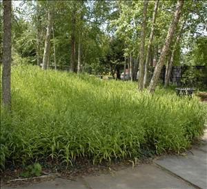 Chasmanthium latifolium 30ct Flat