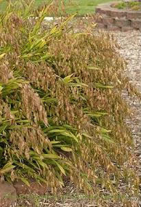 Chasmanthium latifolium 30ct Flat