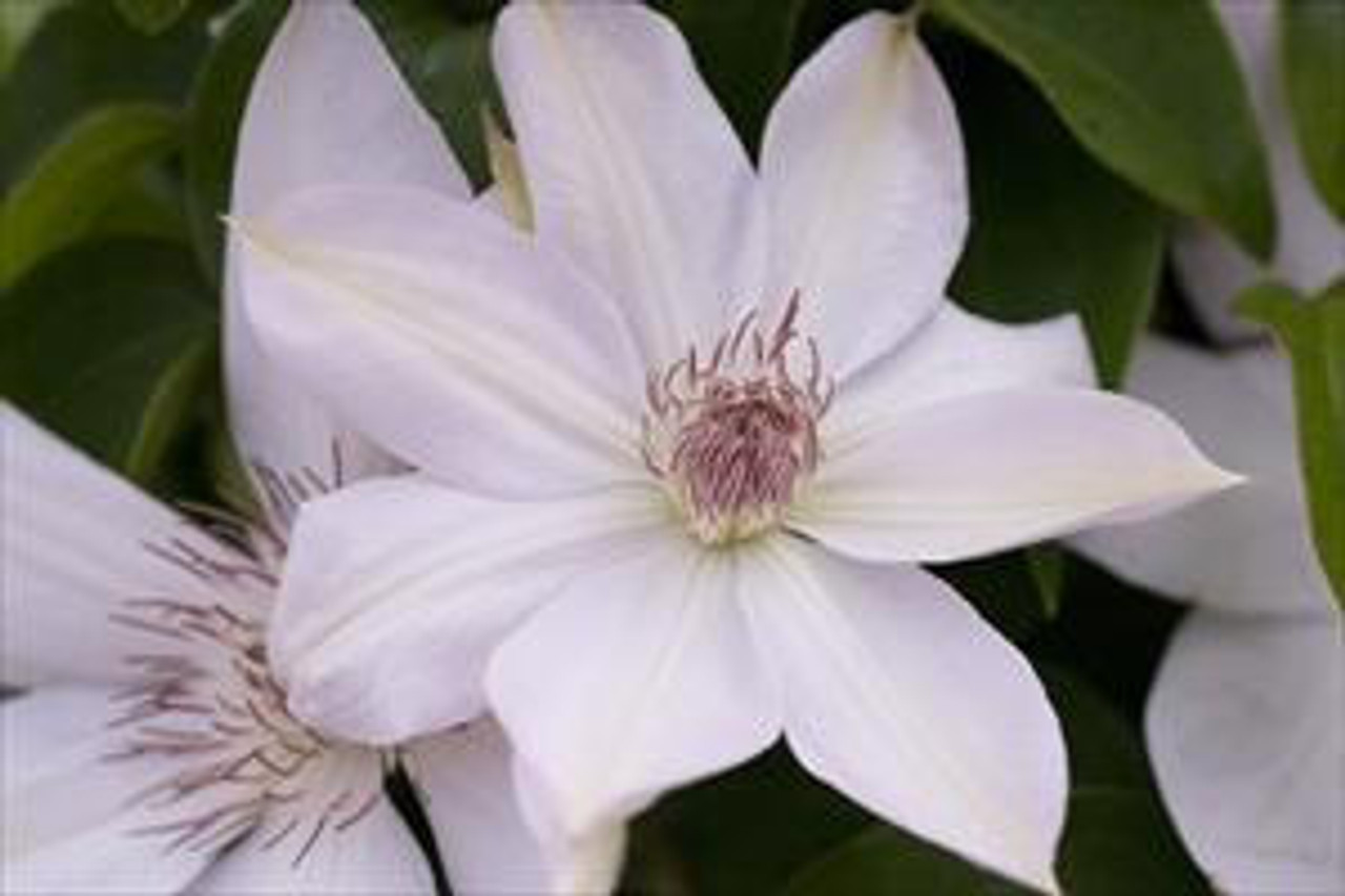 Clematis 'Henryi' shipped from Grower to your door
