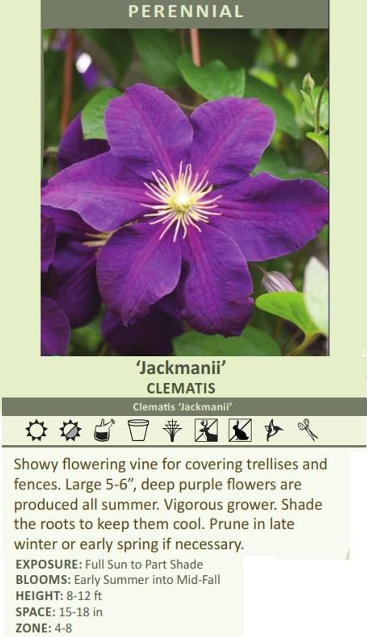 Clematis Jackmanii 10 Plants