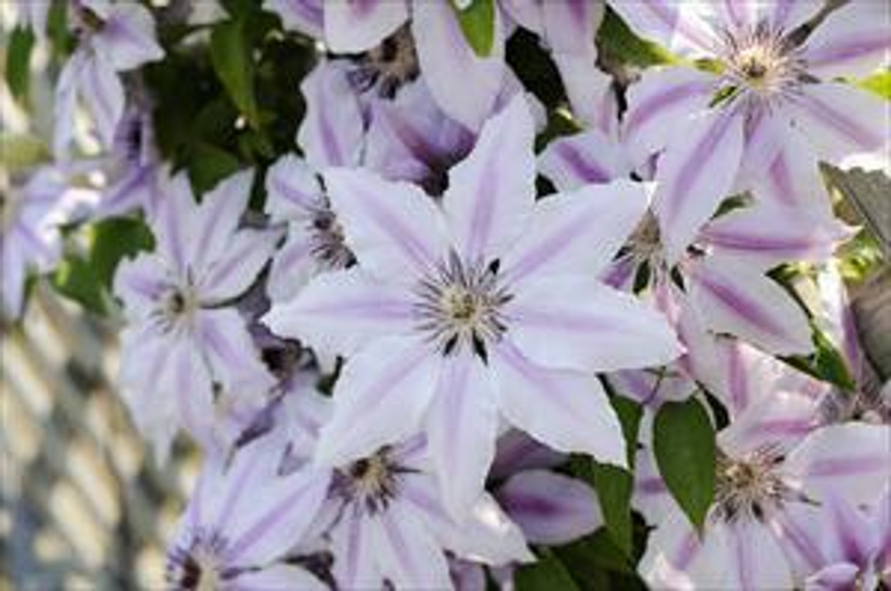 Clematis Nelly Moser 10 Plants