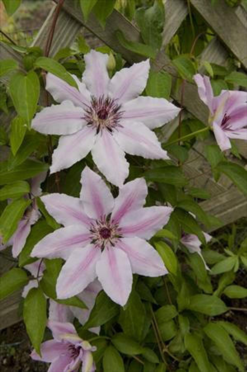 Clematis Nelly Moser 10 Plants