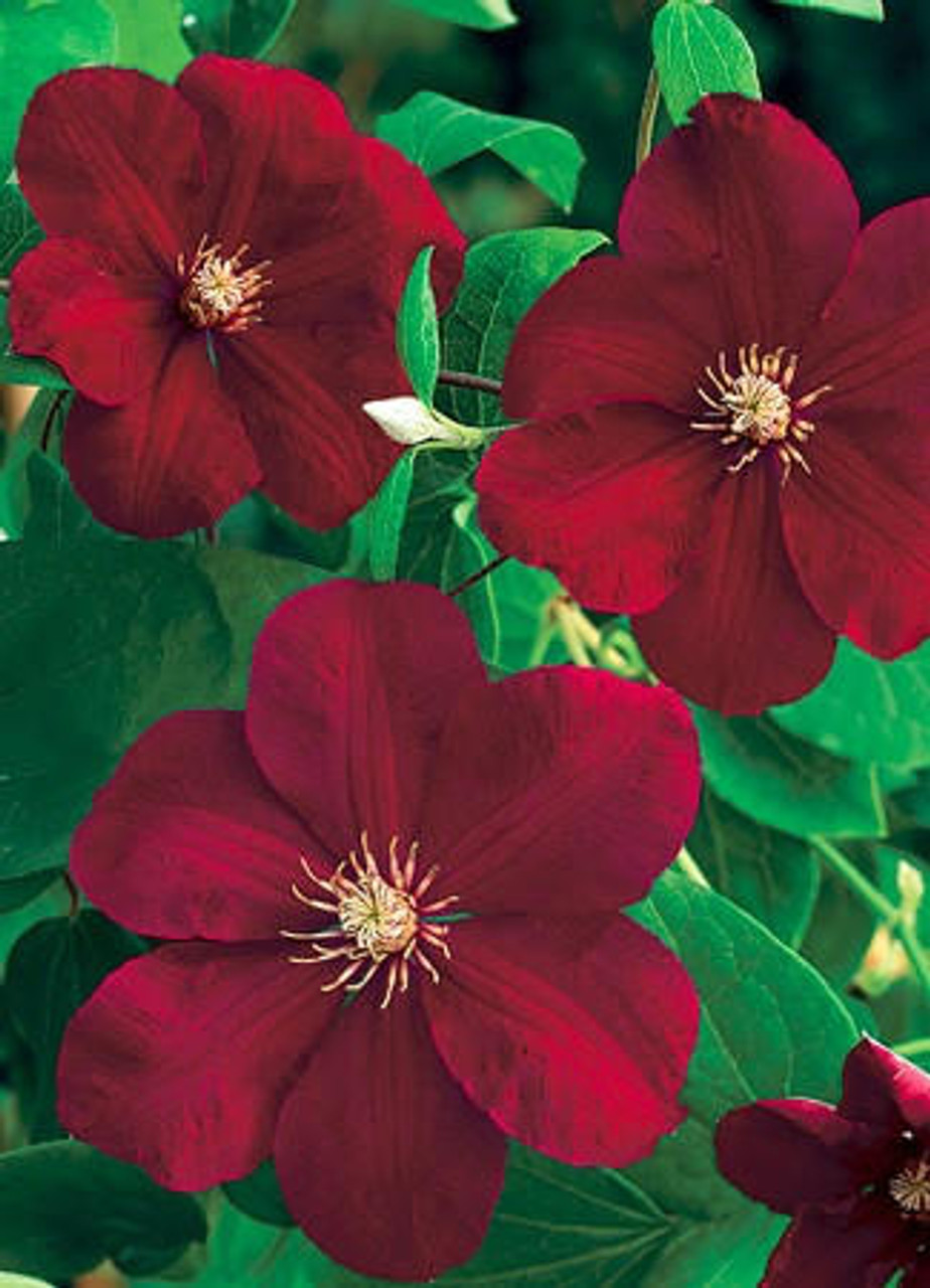 Clematis Red Cardinal 10 Plants
