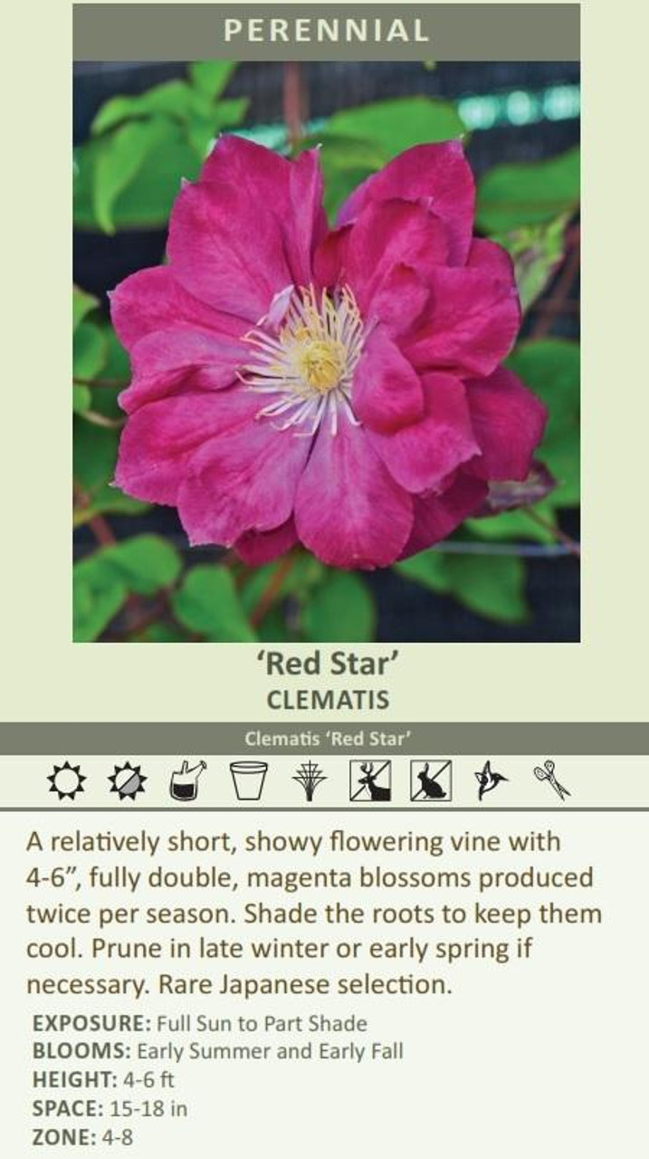 Clematis Red Star 10 Plants