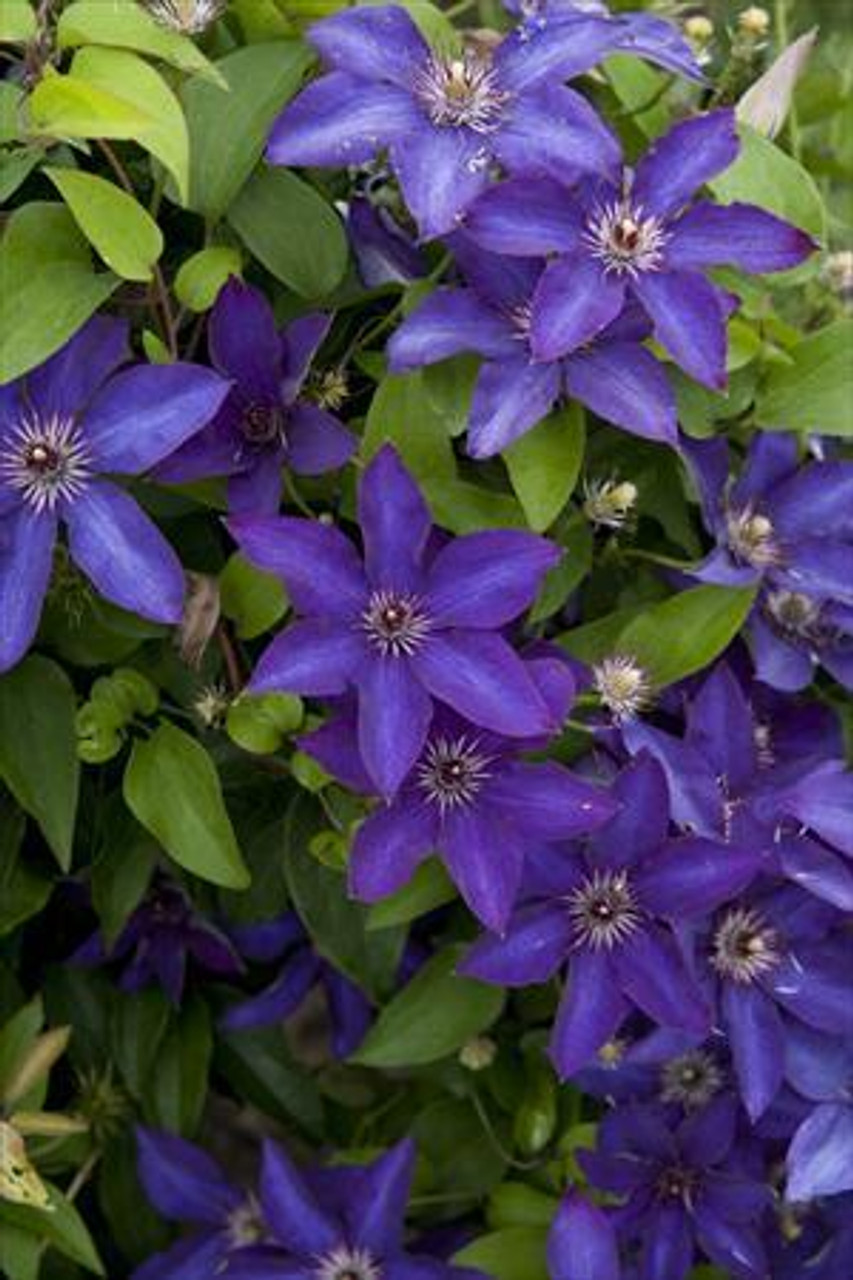 Clematis The President 10 Plants