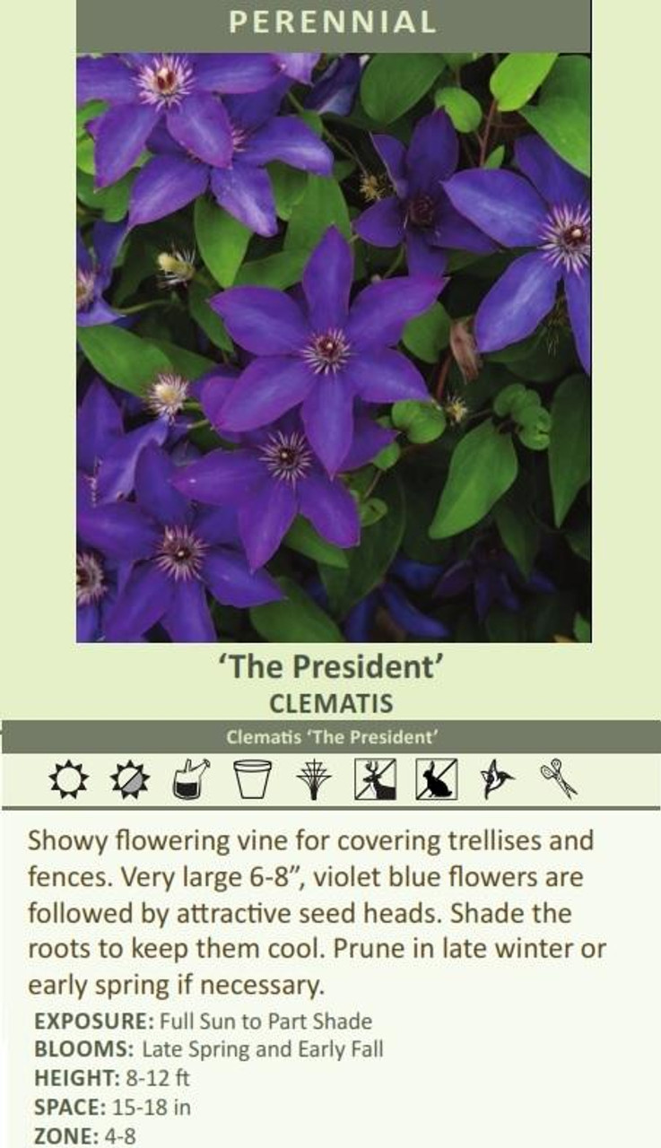 Clematis The President 10 Plants
