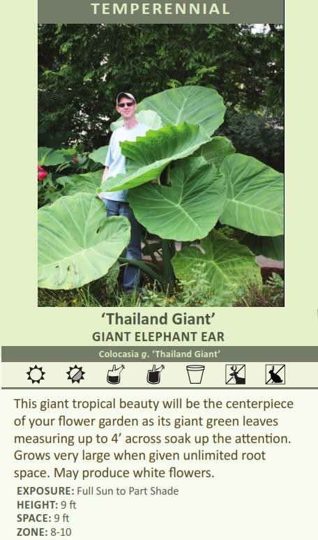Colocasia g. 'Thailand Giant' shipped from Grower to your door