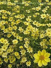 Coreopsis Full Moon PP19364 30ct Flat
