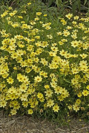 Coreopsis Full Moon PP19364 30ct Flat