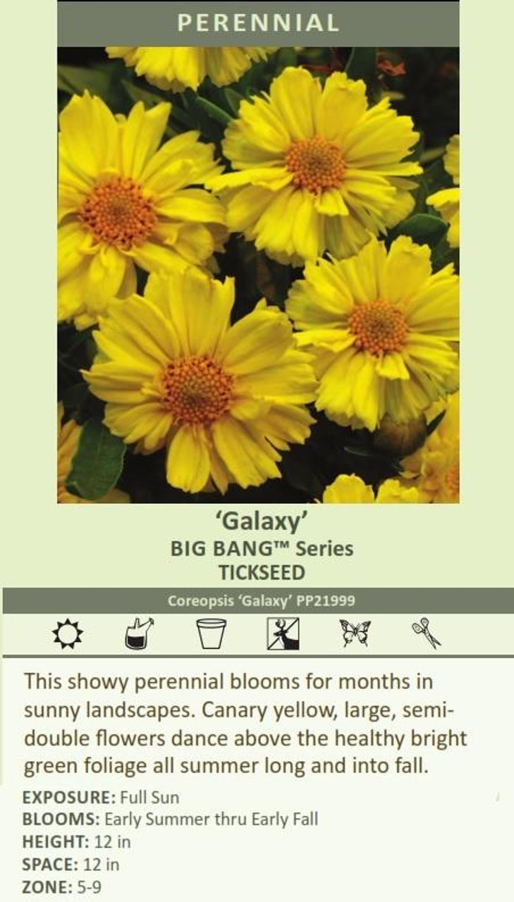 Coreopsis Galaxy PP21999 30ct Flat