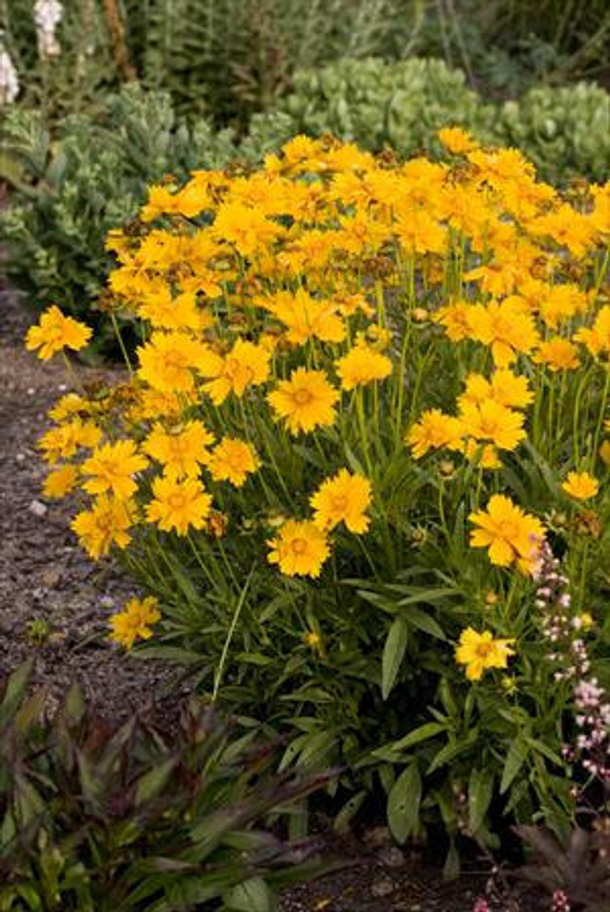 Coreopsis grandiflora Sunray 25 BR Plants