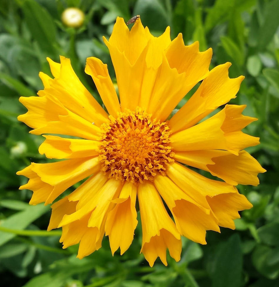 Coreopsis 'Jethro Tull' shipped from Grower to your door