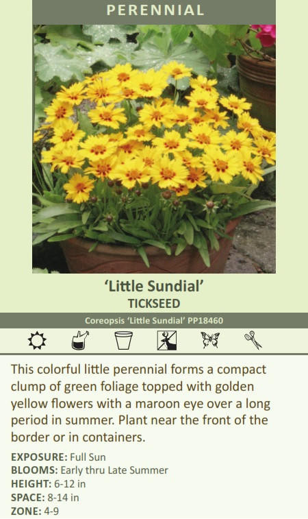 Coreopsis Little Sundial PP18460 30ct Flat