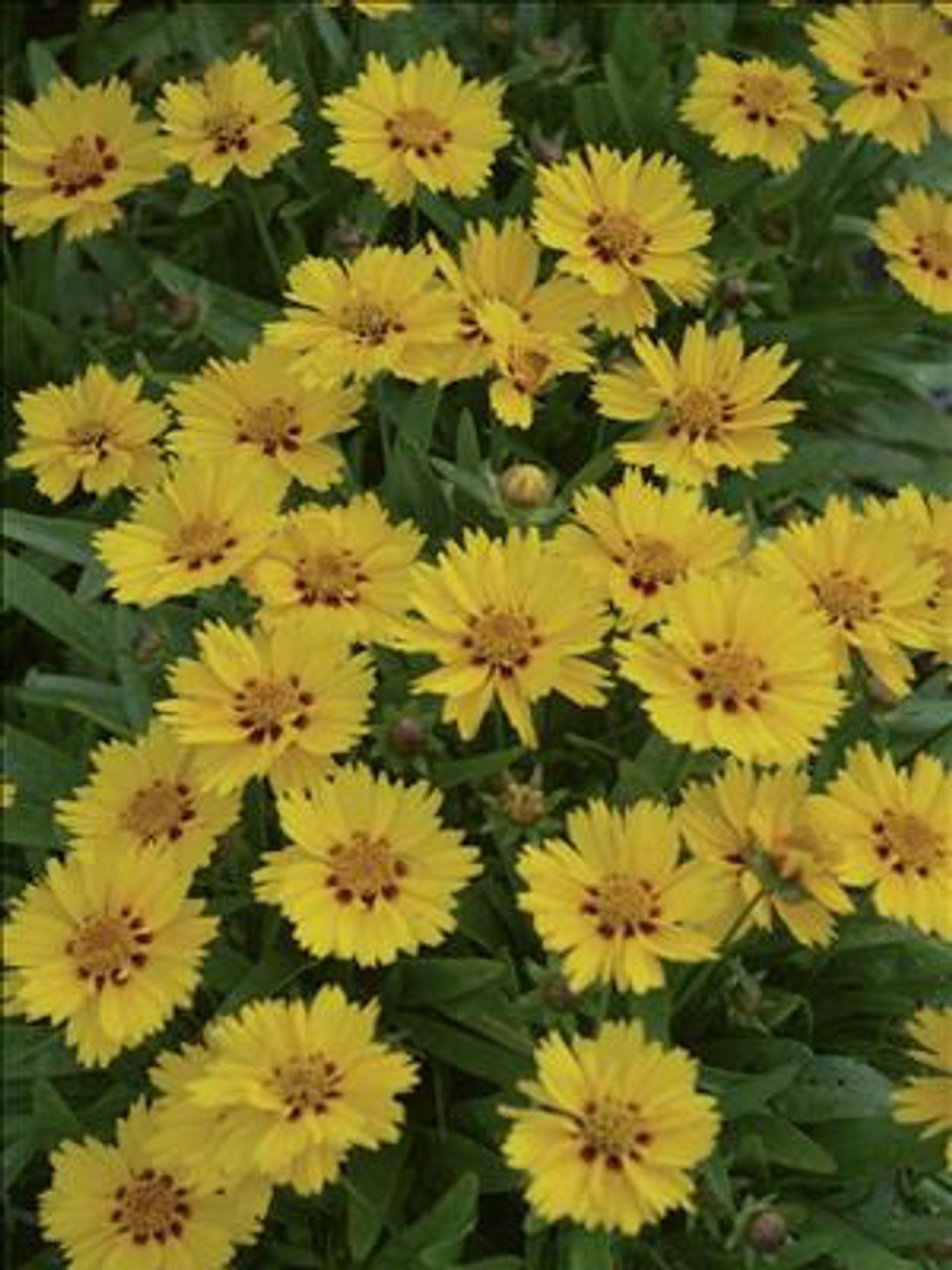 Coreopsis Little Sundial PP18460 30ct Flat